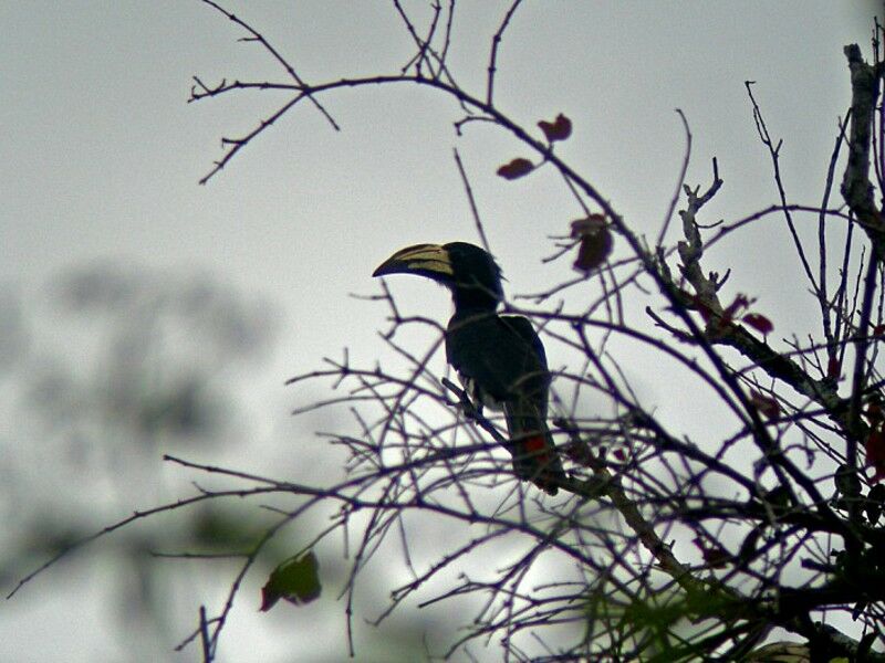 African Pied Hornbill male adult