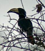 Congo Pied Hornbill