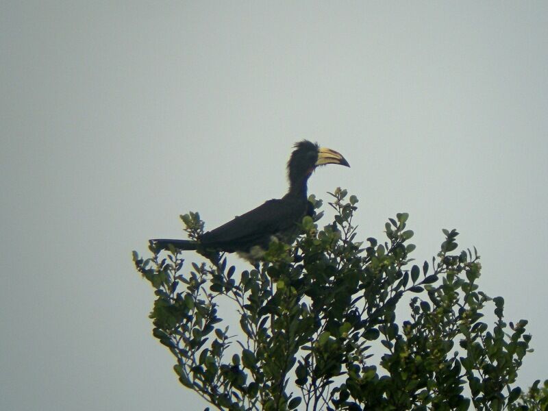 African Pied Hornbilladult