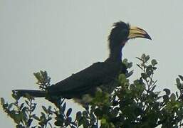 Congo Pied Hornbill