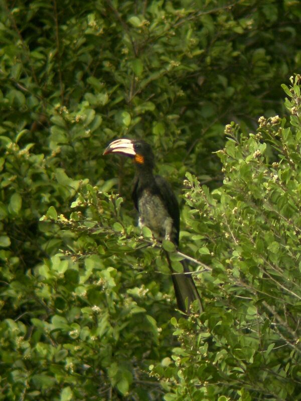 Congo Pied Hornbilladult