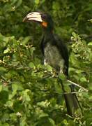 Congo Pied Hornbill