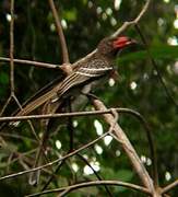 Red-billed Dwarf Hornbill