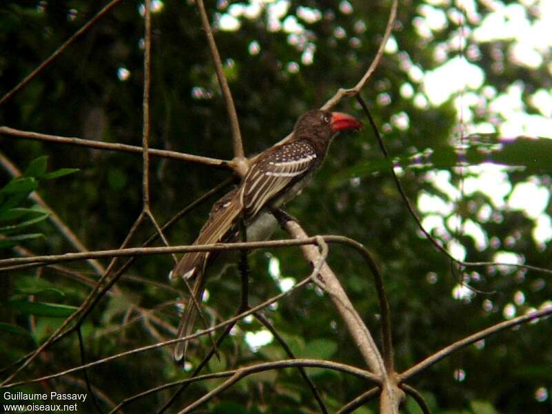 Red-billed Dwarf Hornbill