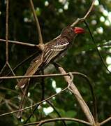 Red-billed Dwarf Hornbill