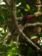 Red-billed Dwarf Hornbill