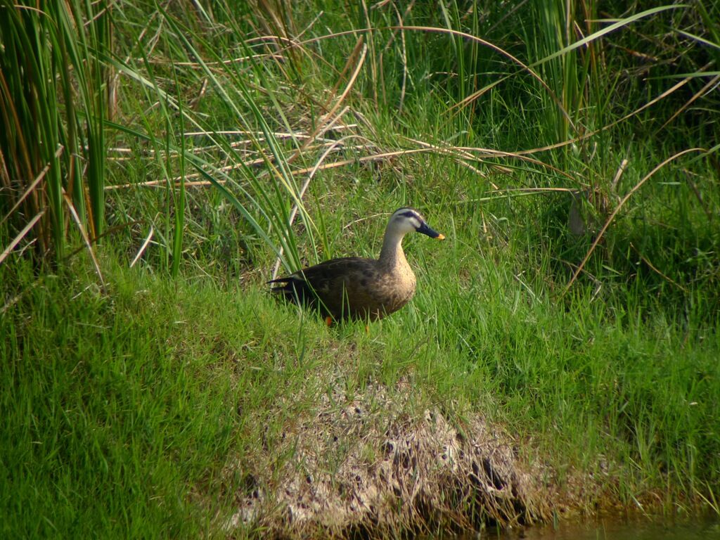 Indian Spot-billed Duck