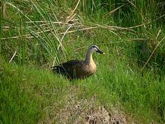 Indian Spot-billed Duck