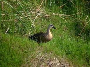 Canard à bec tacheté