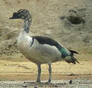 Knob-billed Duck