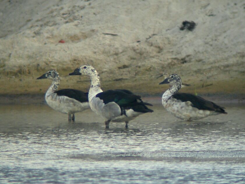 Knob-billed Duck male adult post breeding