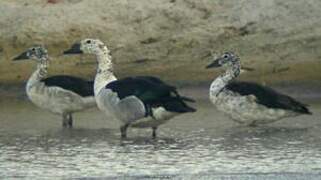 Knob-billed Duck