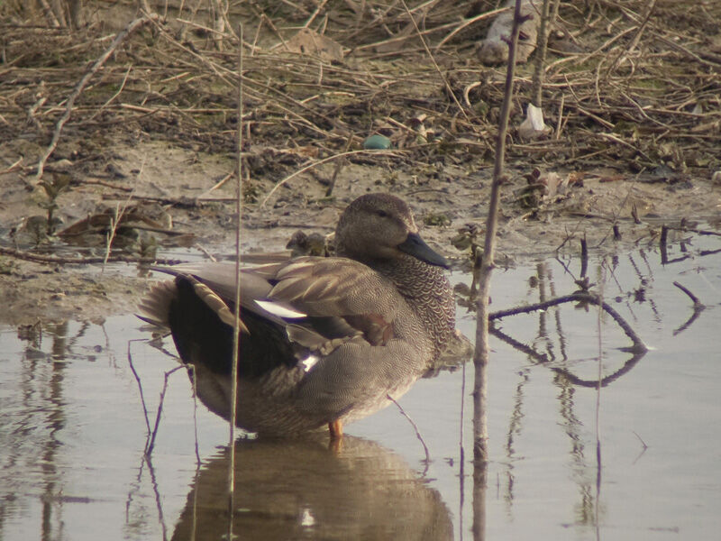 Gadwall male adult breeding