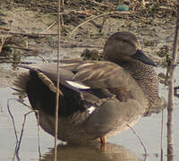 Canard chipeau