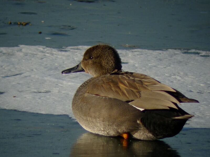 Canard chipeau mâle adulte internuptial