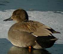 Gadwall