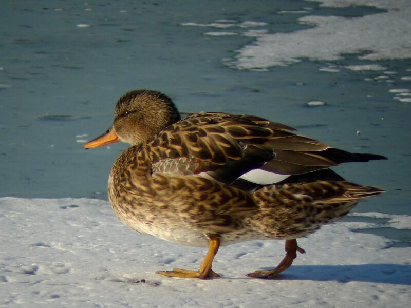 Gadwall female adult post breeding