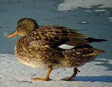 Canard chipeau