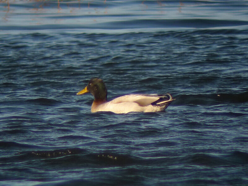 Canard colvert mâle adulte