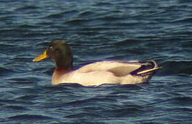 Canard colvert