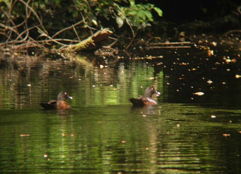 Canard de Hartlaub adulte