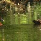 Canard de Hartlaub