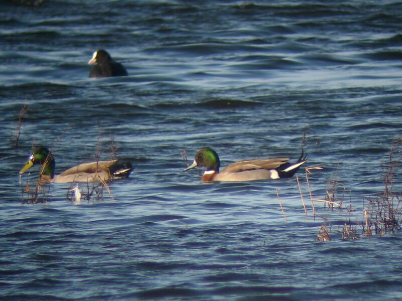 Canard pilet mâle adulte