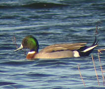 Northern Pintail