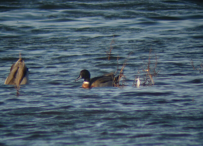 Canard pilet mâle adulte