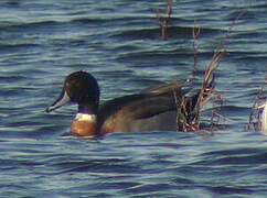 Canard pilet