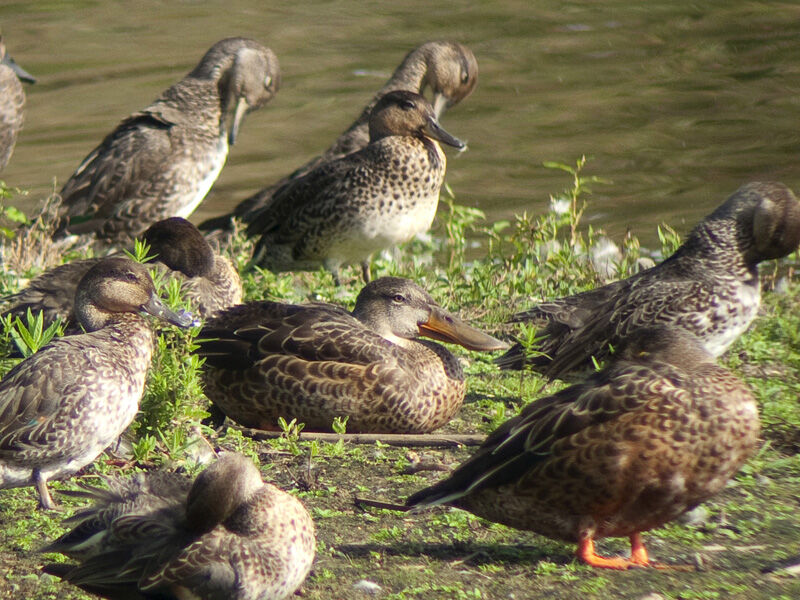 Northern Shoveler female adult