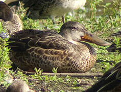 Northern Shoveler