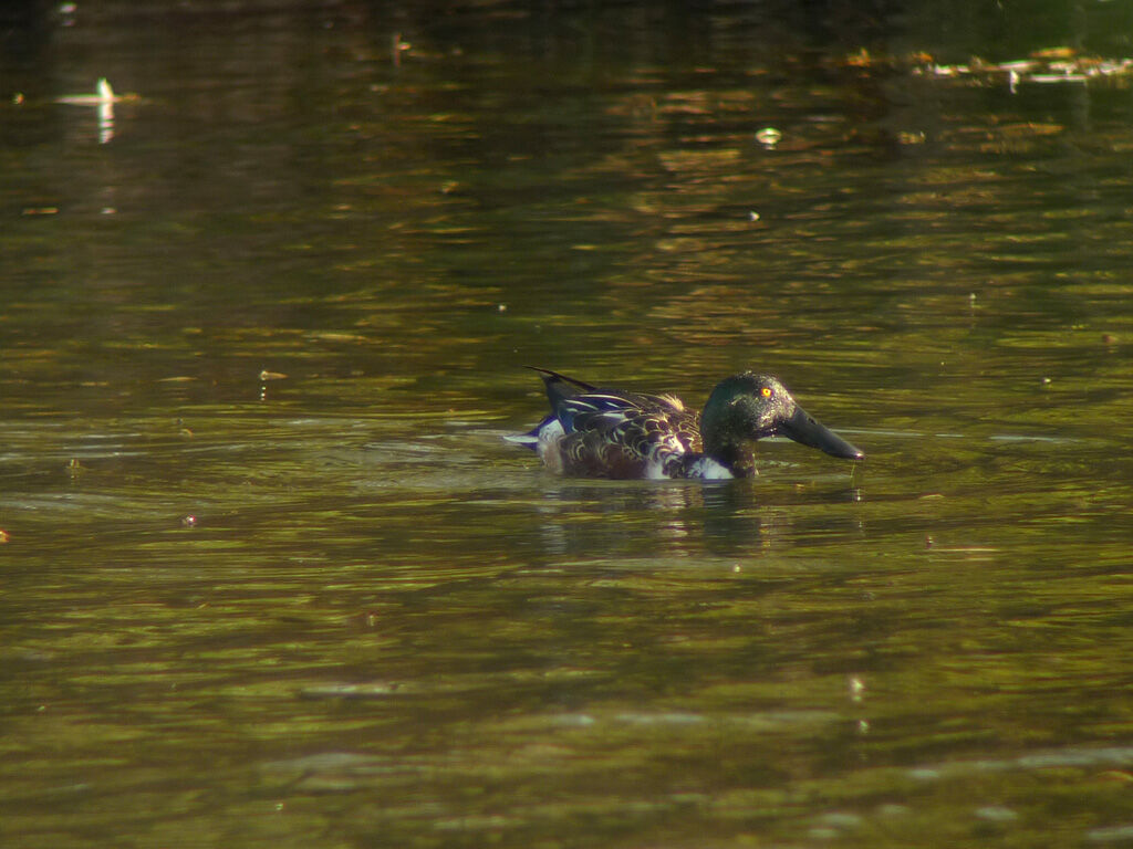 Canard souchet mâle