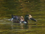 Canard souchet