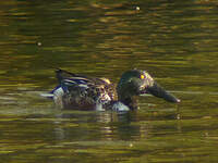 Canard souchet