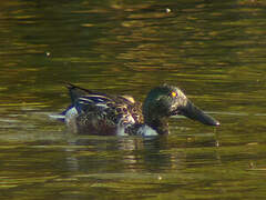 Canard souchet