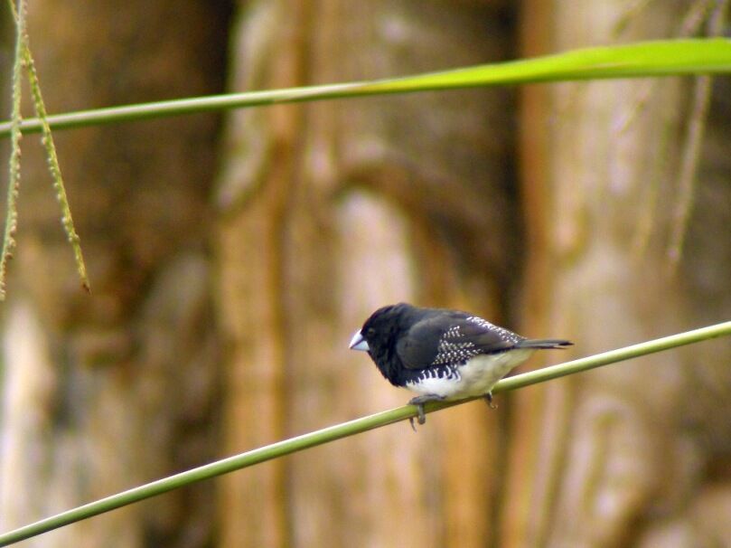 Black-and-white Mannikinadult