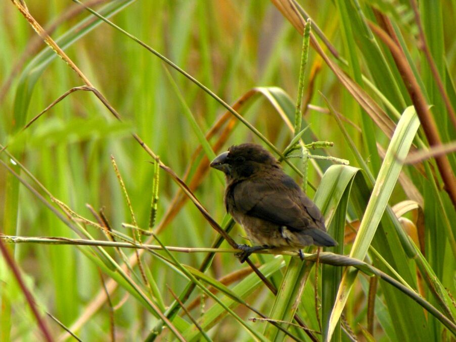 Capucin bicoloreimmature