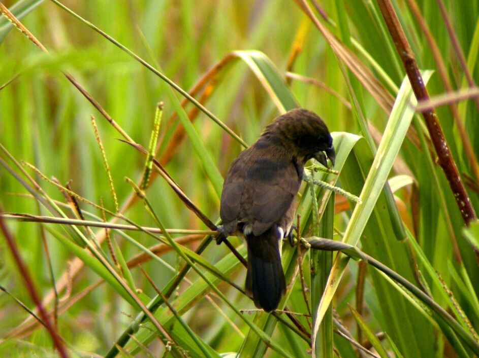 Capucin bicoloreimmature