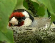 European Goldfinch