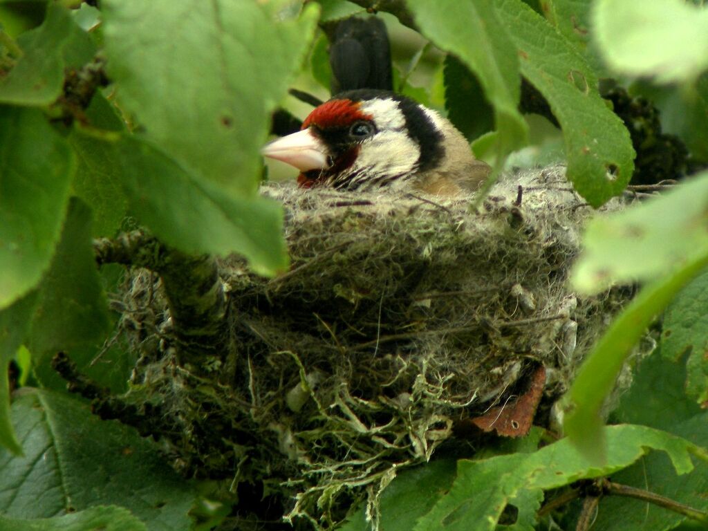 European Goldfinchadult breeding