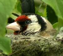 European Goldfinch