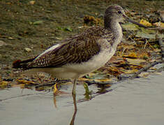 Common Greenshank