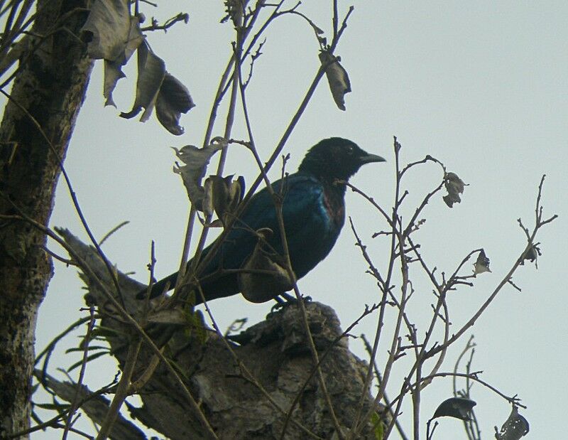 Purple-headed Starling male adult breeding, song