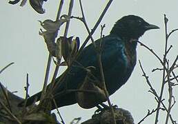 Purple-headed Starling