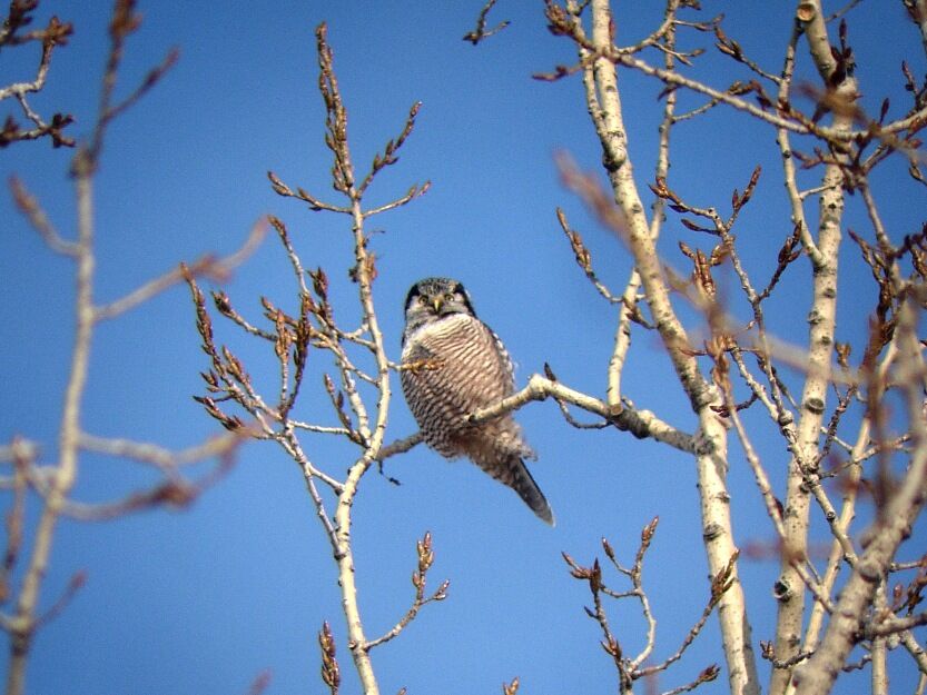 Northern Hawk-Owl