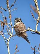 Northern Hawk-Owl