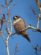 Northern Hawk-Owl