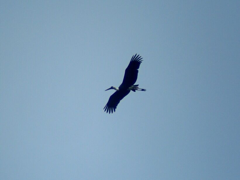 Cigogne à pattes noiresadulte