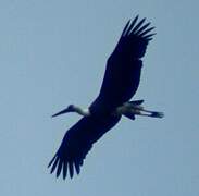 Cigogne à pattes noires